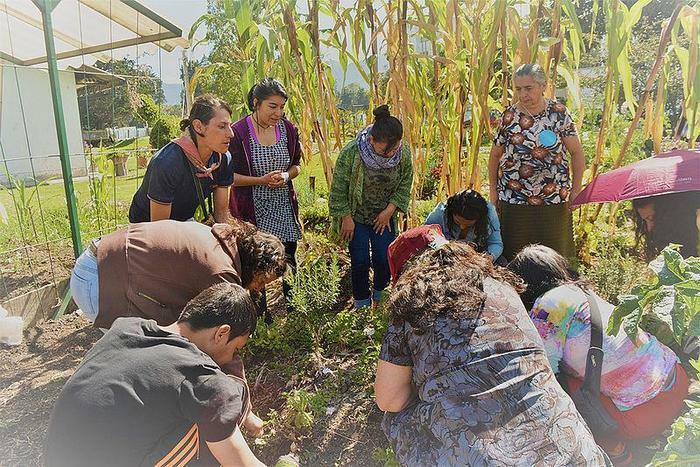 Recuperar saberes sobre plantas medicinales