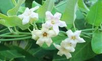 Plantas medicinales para el cuidado de la salud